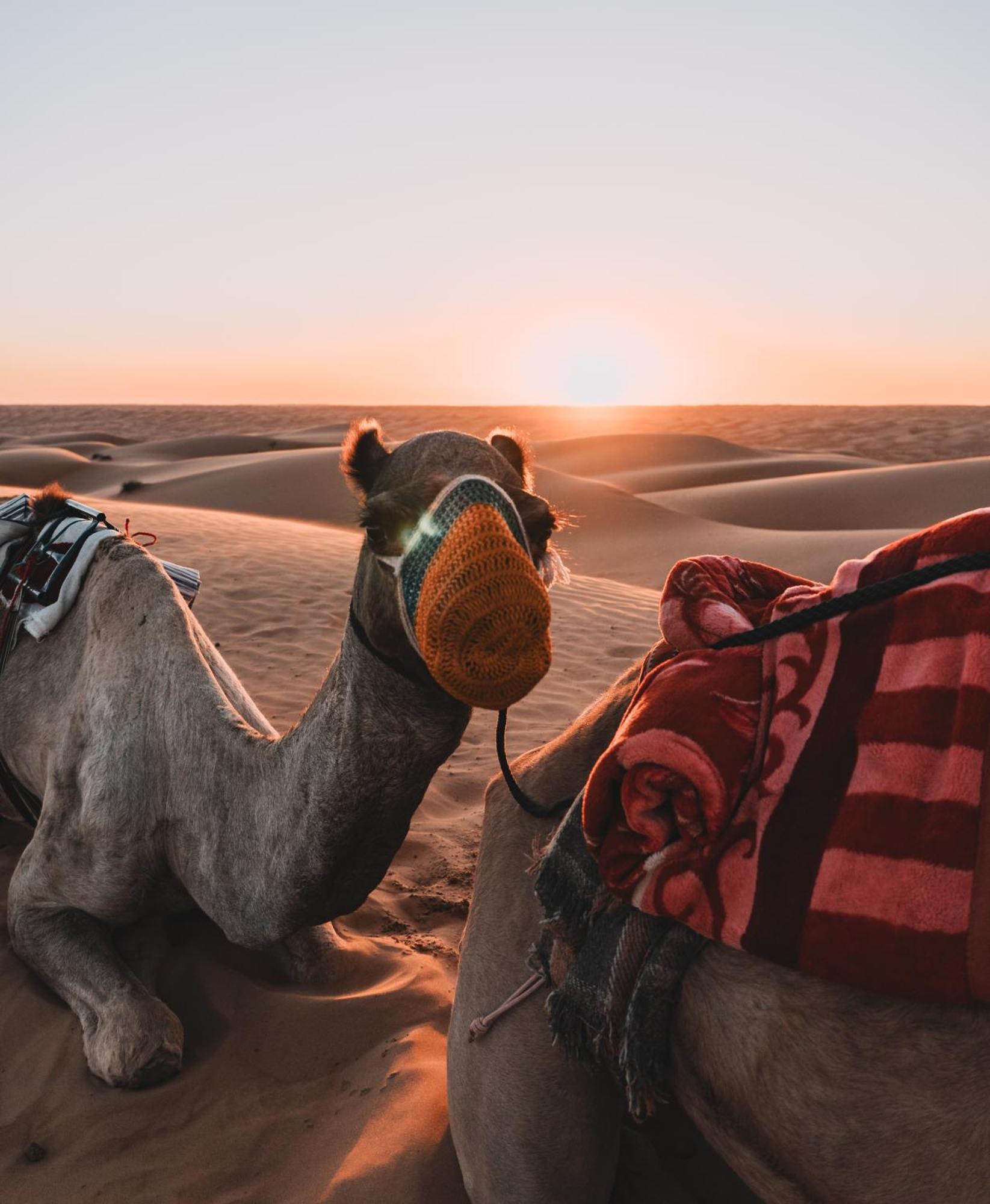 Hamood Desert Private Camp Al Wāşil Dış mekan fotoğraf