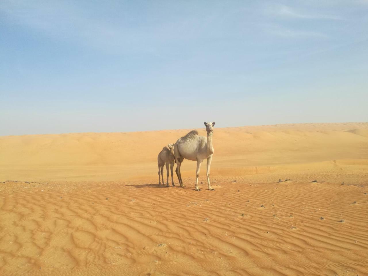 Hamood Desert Private Camp Al Wāşil Dış mekan fotoğraf